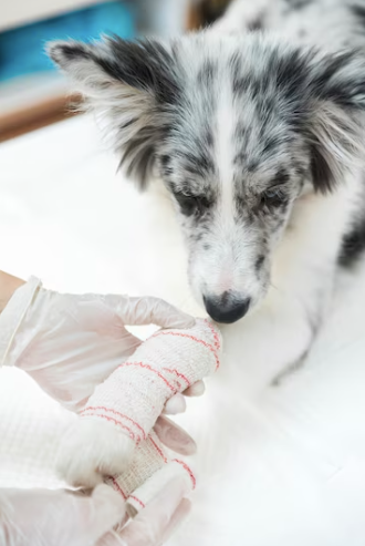 Suturing for Veterinary Wounds: A Guide for Pet Owners and Animal Caregivers